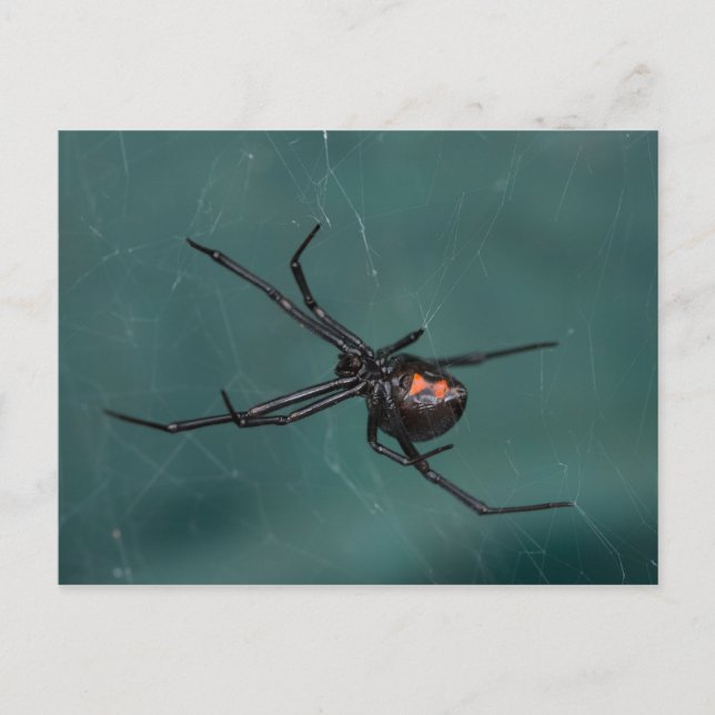 Black Widow Spider Postcard (Front)