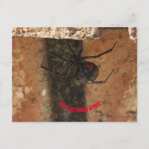 Black Widow Spider Postcard