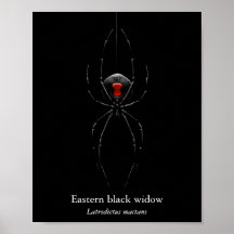 Black Widow Spider Poster (Semi-Gloss)