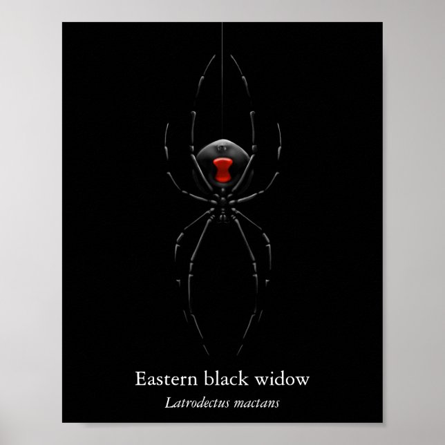 Black Widow Spider Poster (Semi-Gloss) (Front)