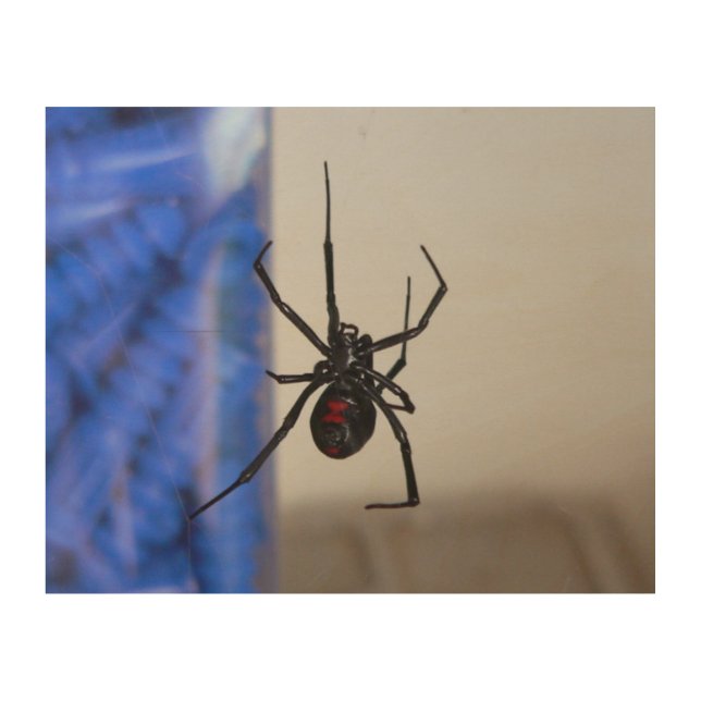 Black Widow Spider Wood Wall Art (Front)