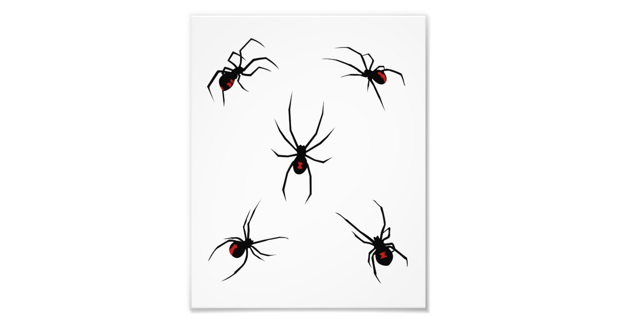 Black Widow Spiders Photo Print Zazzle