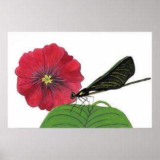 Black-winged Damselfly and Red Hollyhock