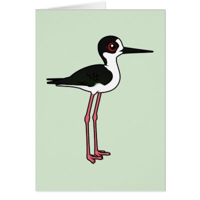 Black-winged Stilt