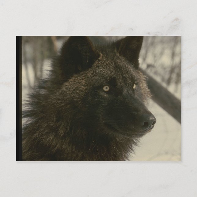 Black Wolf Dog Postcard (Front)