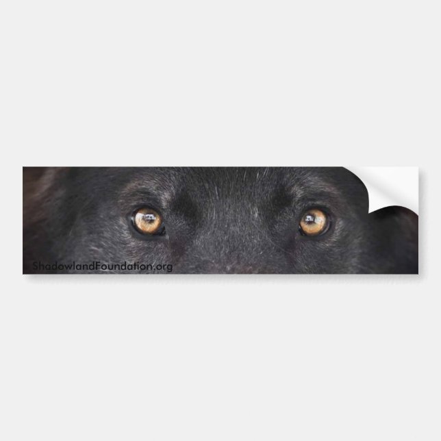 Black Wolf Eyes Bumper Sticker (Front)