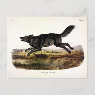 Black Wolf, or Black American Wolf (Canis Lupus) Postcard