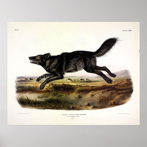 Black Wolf or Black American Wolf Canis Lupus Poster