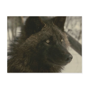 Black Wolf Postcard