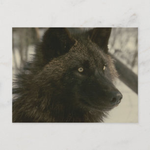Black Wolf Postcard