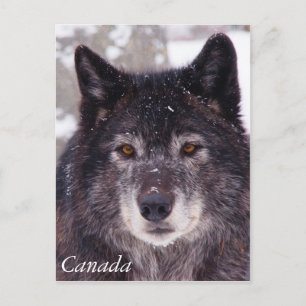 Black wolf postcard - Canada