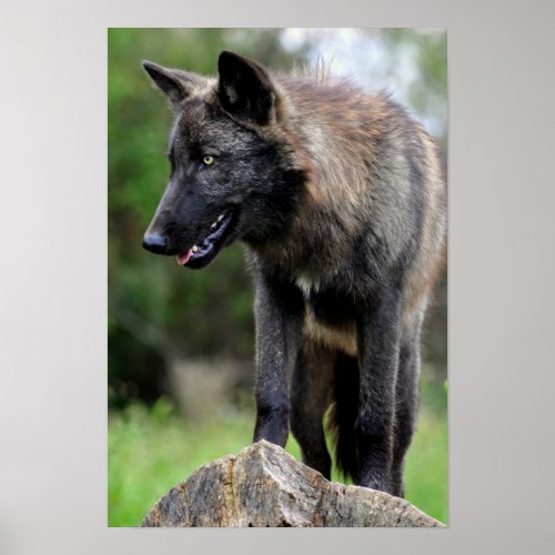 Black Wolf Poster