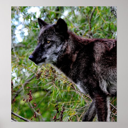 Black Wolf Poster