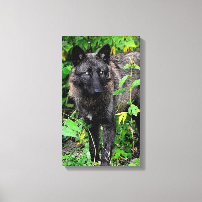 Black Wolf Stretched Canvas Print (Front)