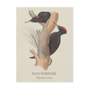 Black woodpecker CC0502 Bird illustration Postcard