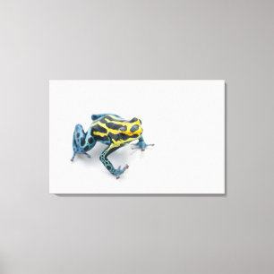 Black, Yellow and Blue Poison Dart Frog Canvas Print