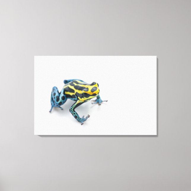 Black, Yellow and Blue Poison Dart Frog Canvas Print (Front)