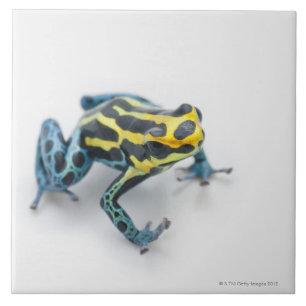 Black, Yellow and Blue Poison Dart Frog Ceramic Tile