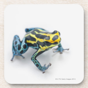 Black, Yellow and Blue Poison Dart Frog Coaster