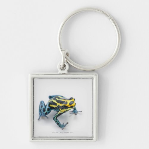 Black Yellow and Blue Poison Dart Frog Keychain
