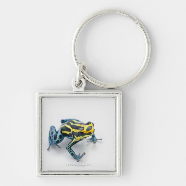 Black, Yellow and Blue Poison Dart Frog Keychain (Front)