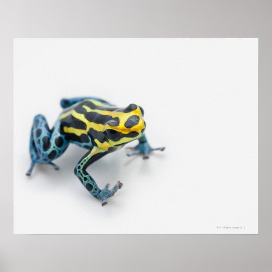 Black, Yellow and Blue Poison Dart Frog Poster | Zazzle.com