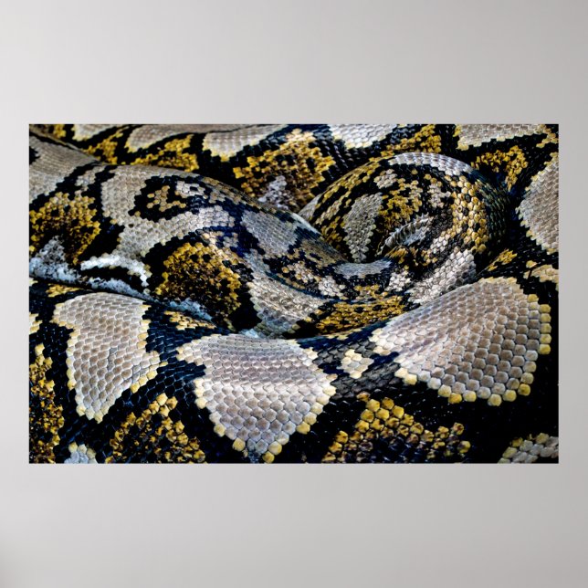Black, yellow, and gray python poster (Front)