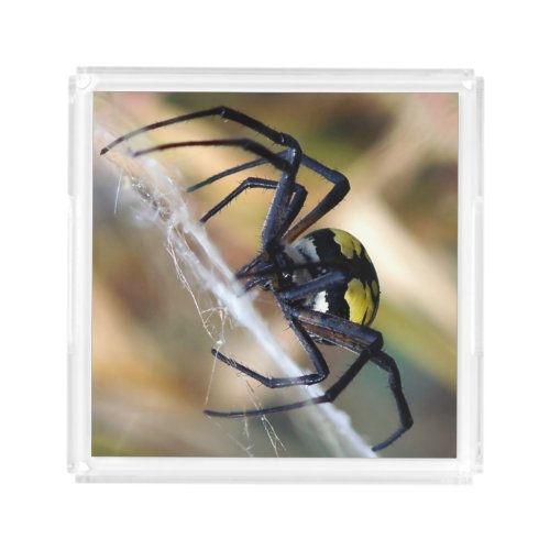 Black  Yellow Argiope Garden Spider Acrylic Tray