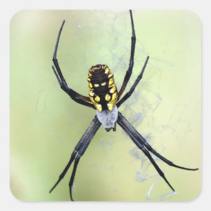 Black & Yellow Argiope Garden Spider Sticker