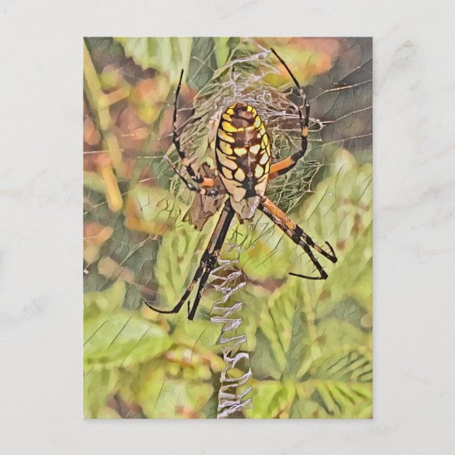 Black & Yellow Garden Spider Watercolor Painting Postcard (Front)