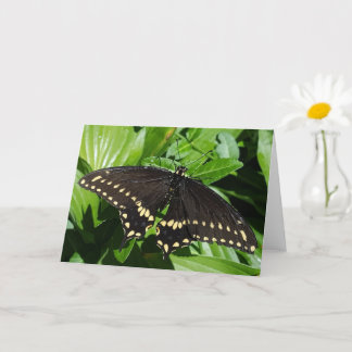 Black Yellow Spotted Butterfly Close-Up Photo Card