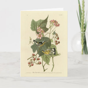 Black & Yellow Warblers Audubon's Birds of America Card