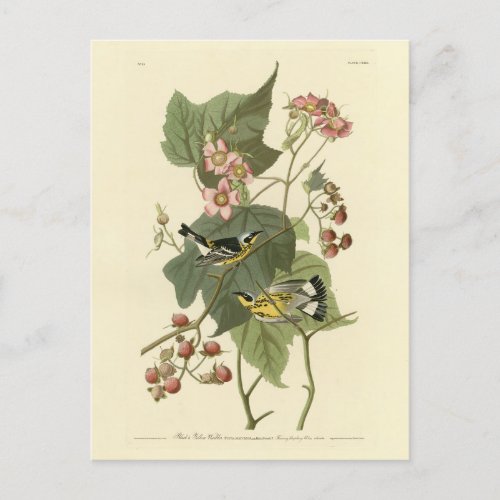 Black  Yellow Warblers Audubons Birds of America Postcard