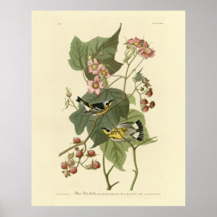 Black & Yellow Warblers Audubon's Birds of America Poster