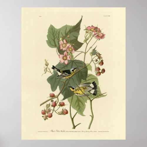 Black  Yellow Warblers Audubons Birds of America Poster