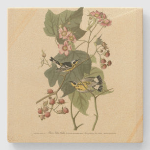 Black & Yellow Warblers Audubon's Birds of America Stone Coaster