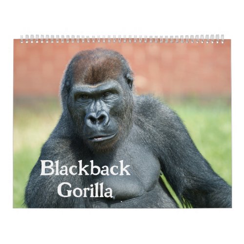 Blackback Gorilla Calendar