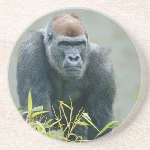 Blackback Gorilla Lope Coaster