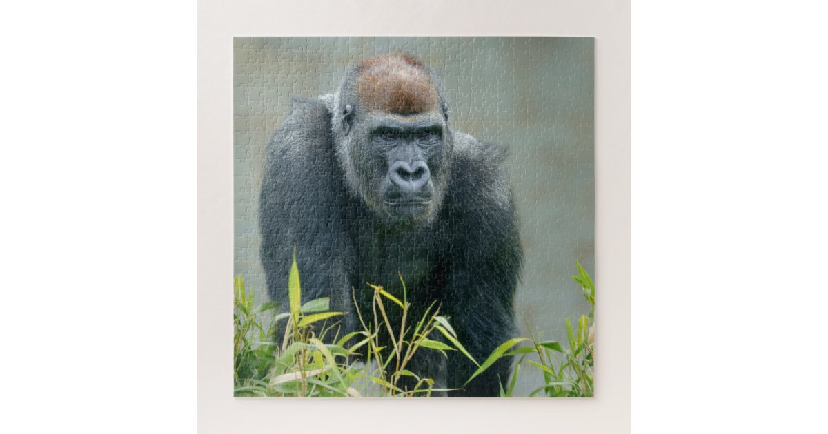 Gorilla Gift Box, Zazzle