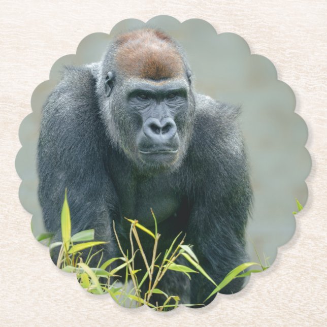 Blackback Gorilla Lope Paper Coaster (Front)