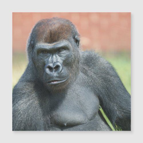 Blackback Gorilla Lope Portrait