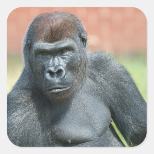 Blackback Gorilla Lope Portrait Square Sticker