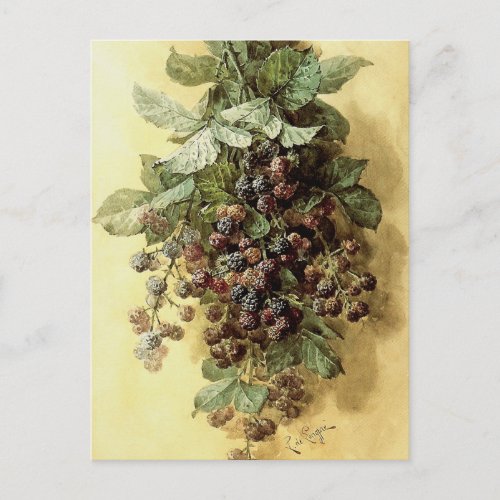Blackberries by Paul de Longpr Postcard