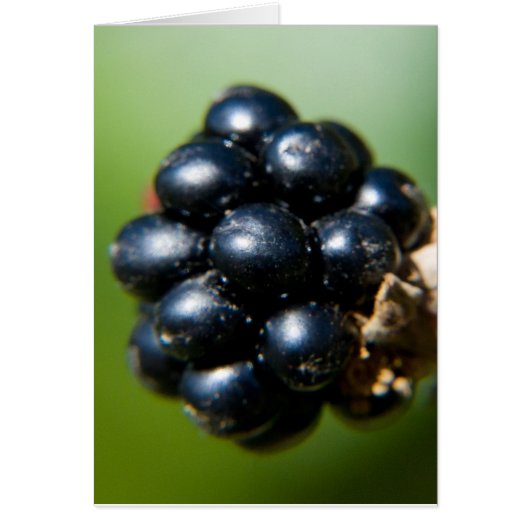 Blackberries Cards (Front)