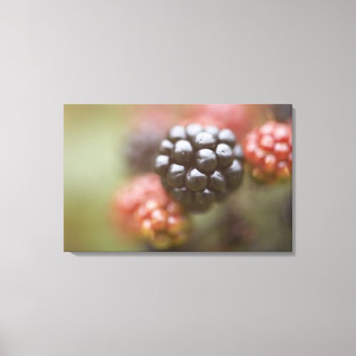 Blackberries close up canvas print