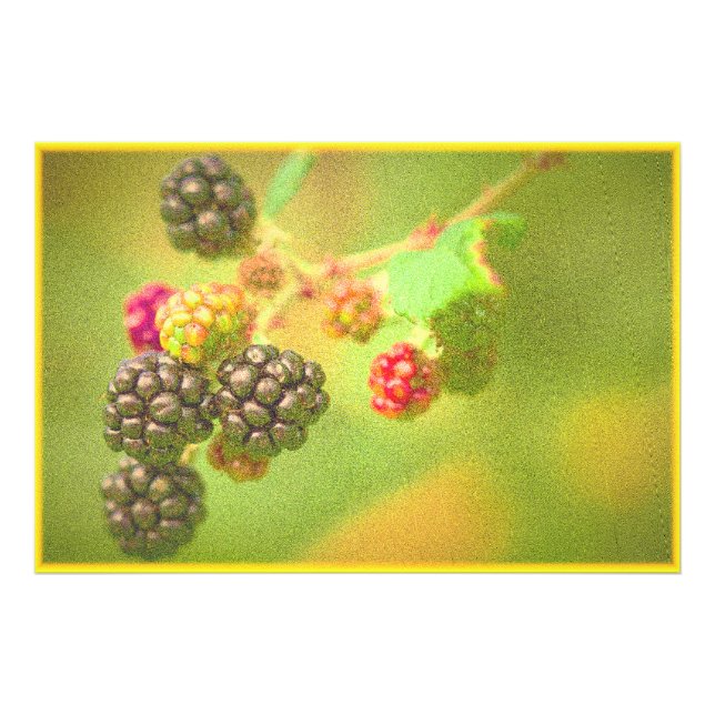 "Blackberries Fruit Plant" Cute Photo. Buy Now Photo Print (Front)