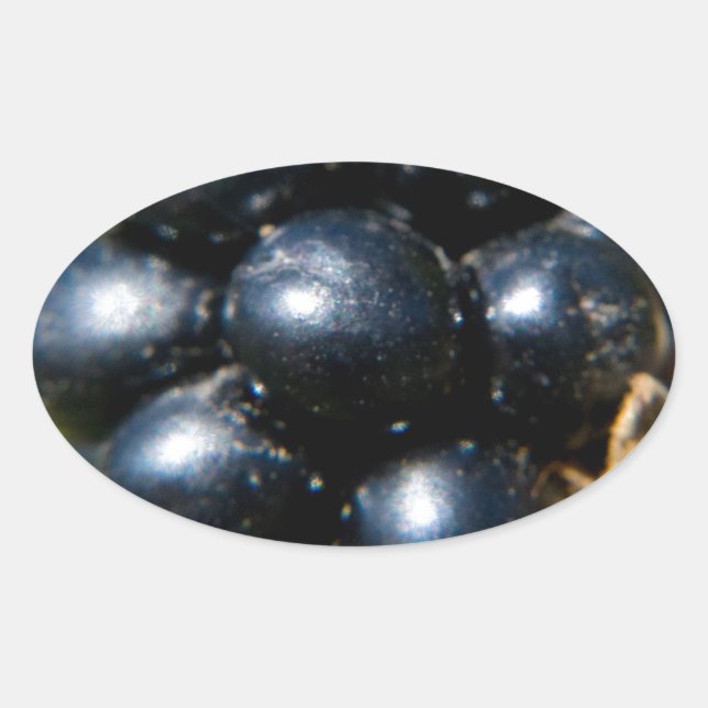 Blackberries Oval Sticker (Front)