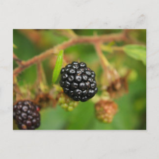 Blackberries Postcard