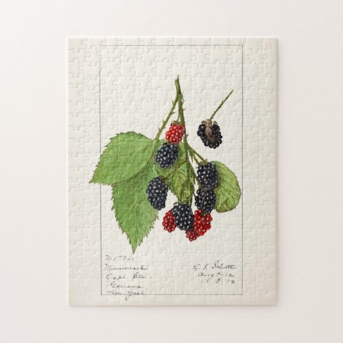 Blackberries Rubus subg Rubus Watson Fruit Jigsaw Puzzle