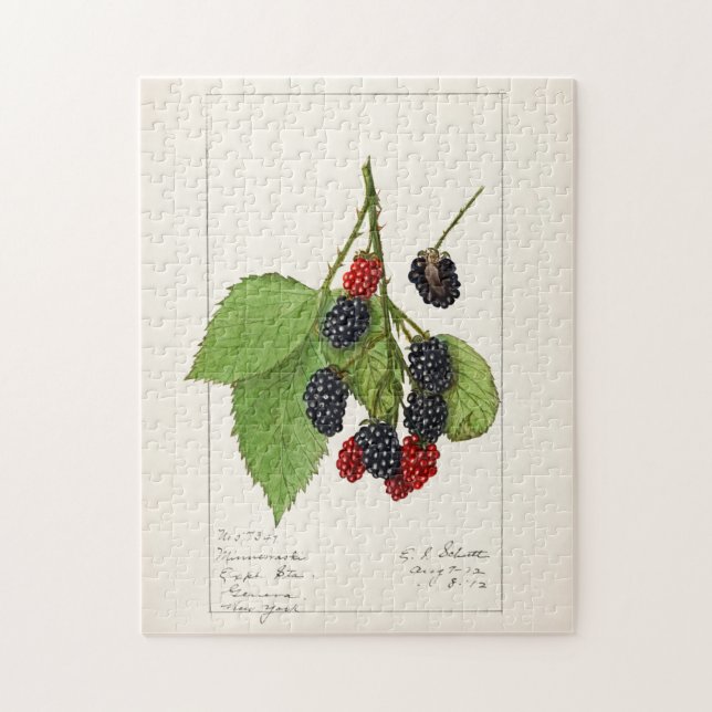 Blackberries (Rubus subg. Rubus Watson) Fruit Jigsaw Puzzle (Vertical)